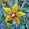 Coronita de Reina (Queens's Little Crown) - native